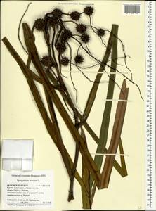 Ежеголовник прямой, Ежеголовник прямостоячий L., Крым (KRYM) (Россия)