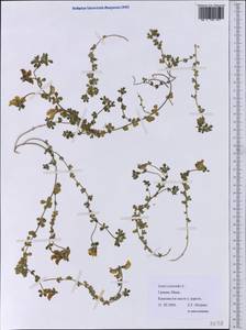 Лядвенец рактиниковый L., Западная Европа (EUR) (Греция)