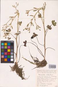 Лютик ядовитый L., Восточная Европа, Нижневолжский район (E9) (Россия)