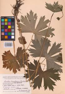 Aconitum lycoctonum subsp. lasiostomum (Rchb.) Warncke, Восточная Европа, Центральный район (E4) (Россия)