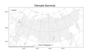 Clematis flammula, Ломонос жгучий L., Атлас флоры России (FLORUS) (Россия)
