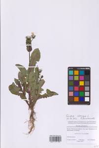 Осот огородный L., Восточная Европа, Московская область и Москва (E4a) (Россия)