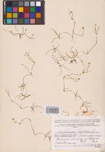 Лютик распростертый, Лютик стелющийся L., Восточная Европа, Северный район (E1) (Россия)