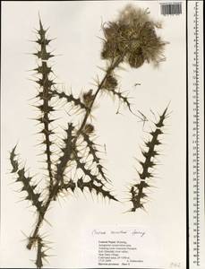 Cirsium verutum (D. Don) Spreng., Зарубежная Азия (ASIA) (Непал)