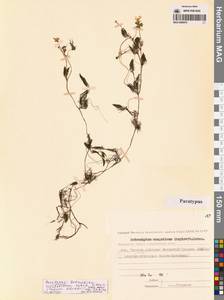 Ranunculus mongolicus (Krylov) Serg., Сибирь, Чукотка и Камчатка (S7) (Россия)