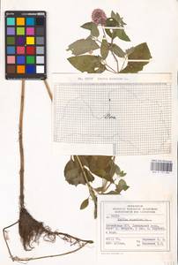 MHA 0 157 884, Мята водяная L., Восточная Европа, Латвия (E2b) (Латвия)