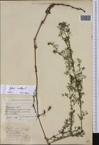 Подмаренник мягкий L., Восточная Европа, Средневолжский район (E8) (Россия)