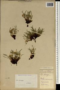 Magnoliopsida, Зарубежная Азия (ASIA) (КНР)