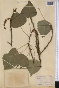 Populus ×canadensis Moench, Америка (AMER) (США)