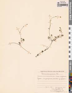 Лютик Гмелина DC., Сибирь, Чукотка и Камчатка (S7) (Россия)