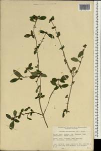 Serissa japonica (Thunb.) Thunb., Зарубежная Азия (ASIA) (КНР)