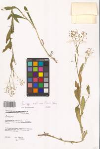 Жерушник австрийский (Crantz) Besser, Восточная Европа, Нижневолжский район (E9) (Россия)