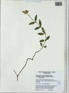 Helianthemum nummularium subsp. grandiflorum (Scop.) Schinz & Thell., Западная Европа (EUR) (Франция)