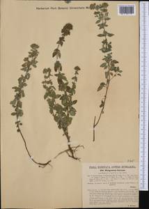 Origanum vulgare subsp. hirtum (Link) A.Terracc., Западная Европа (EUR) (Хорватия)