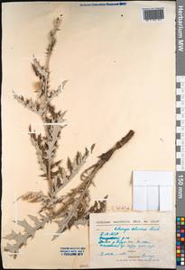 Echinops davuricus Fisch. ex DC., Сибирь, Прибайкалье и Забайкалье (S4) (Россия)