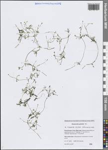 Лютик Гмелина DC., Сибирь, Якутия (S5) (Россия)