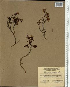 Рододендрон мелколистный Adams, Сибирь, Чукотка и Камчатка (S7) (Россия)