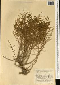 Artemisia dumosa Poljakov, Зарубежная Азия (ASIA) (Афганистан)