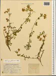 Medicago sativa subsp. glomerata (Balb.) Rouy, Кавказ, Северная Осетия, Ингушетия и Чечня (K1c) (Россия)