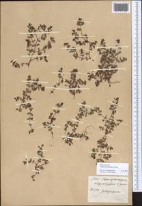 Молочай приземистый Willd., Зарубежная Азия (ASIA) (КНР)