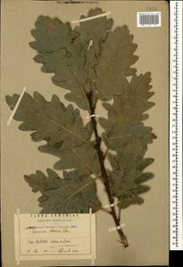 Quercus petraea subsp. polycarpa (Schur) Soó, Кавказ, Армения (K5) (Армения)