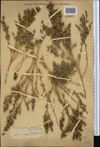 Climacoptera bucharica (Iljin) Botsch., Средняя Азия и Казахстан, Муюнкумы, Прибалхашье и Бетпак-Дала (M9) (Казахстан)