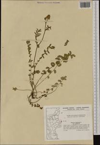 Poterium sanguisorba subsp. sanguisorba, Западная Европа (EUR) (Дания)