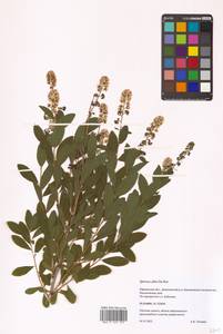 Спирея белая Du Roi, Восточная Европа, Западный район (E3) (Россия)