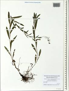 Незабудка скорпионовидная L., Восточная Европа, Северо-Западный район (E2) (Россия)