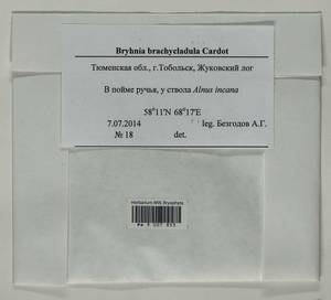 Myuroclada longiramea (Müll. Hal.) Min Li, Y.F. Wang, Ignatov & Huttunen, Гербарий мохообразных, Мхи - Западная Сибирь (включая Алтай) (B15) (Россия)