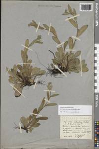 Незабудка стелющаяся Host, Восточная Европа, Северный район (E1) (Россия)