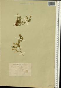 Астрагал звездчатый Steven, Зарубежная Азия (ASIA) (Сирия)