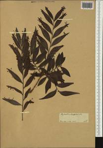 Phyllanthus latifolius (L.) Sw., Австралия и Океания (AUSTR)