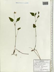 Фиалка Руппа All., Восточная Европа, Московская область и Москва (E4a) (Россия)
