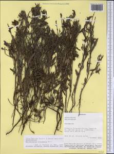 Euploca procumbens (Mill.) Diane & Hilger, Америка (AMER) (Парагвай)
