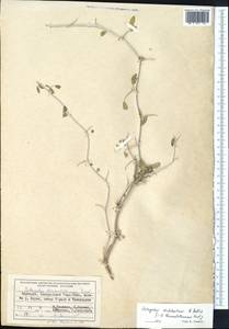 Astragalus chodshenticus B. Fedtsch., Средняя Азия и Казахстан, Западный Тянь-Шань и Каратау (M3) (Киргизия)