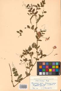 Горошек приятный Fisch. ex Ser., Сибирь, Дальний Восток (S6) (Россия)