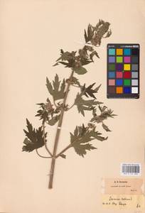 MHA 0 154 688, Пустырник пятилопастный Gilib., Восточная Европа, Центральный район (E4) (Россия)