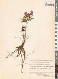 Герань волосистоцветковая DC., Сибирь, Чукотка и Камчатка (S7) (Россия)