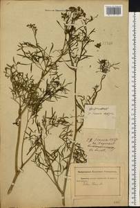 Морковник обыкновенный (L.) Schinz & Thell., Восточная Европа, Ростовская область (E12a) (Россия)