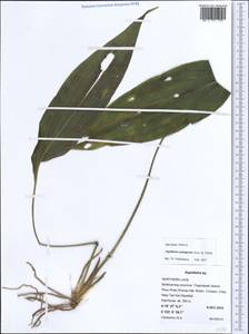 Aspidistra semiaperta Aver. & Tillich, Зарубежная Азия (ASIA) (Лаос)