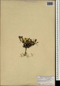 Gentianella moorcroftiana (Wall. ex Griseb.) Airy Shaw, Зарубежная Азия (ASIA) (Индия)