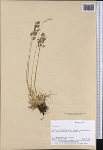 Мятлик альпийский L., Америка (AMER) (США)