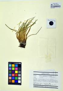 Isoetes × truncata (A. A. Eaton) Clute, Америка (AMER) (США)