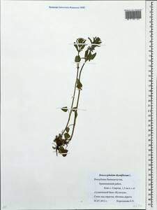 Змееголовник тимьяноцветковый L., Восточная Европа, Восточный район (E10) (Россия)
