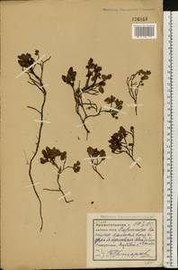 Черника обыкновенная L., Восточная Европа, Северный район (E1) (Россия)