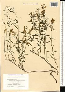 Genista tinctoria subsp. tinctoria, Кавказ, Черноморское побережье (от Новороссийска до Адлера) (K3) (Россия)