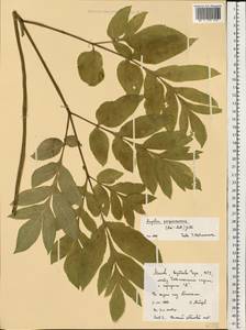 Ксантогалум пурпурный Avé-Lall., Восточная Европа, Московская область и Москва (E4a) (Россия)