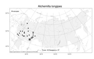 Alchemilla longipes, Манжетка длинночерешковая Juz., Атлас флоры России (FLORUS) (Россия)