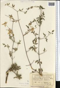 Ломонос восточный L., Средняя Азия и Казахстан, Памир и Памиро-Алай (M2) (Таджикистан)